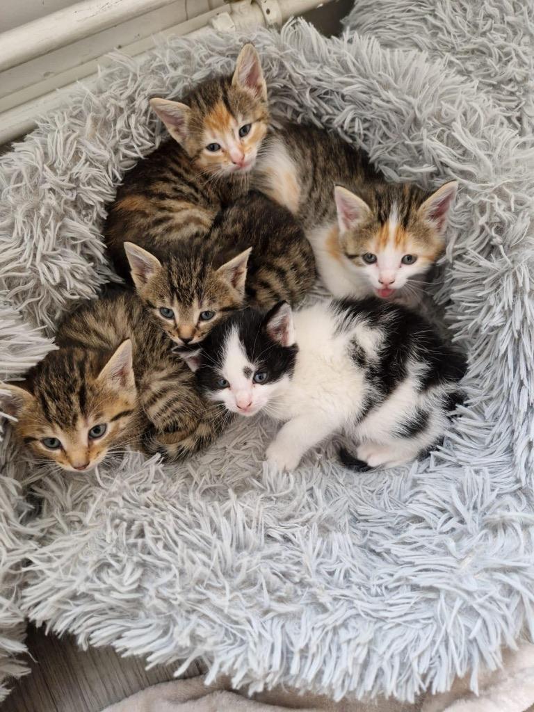 Kitten looking for a loving home, Dieren en Toebehoren, Katten en Kittens | Overige Katten, Poes, Kortharig
