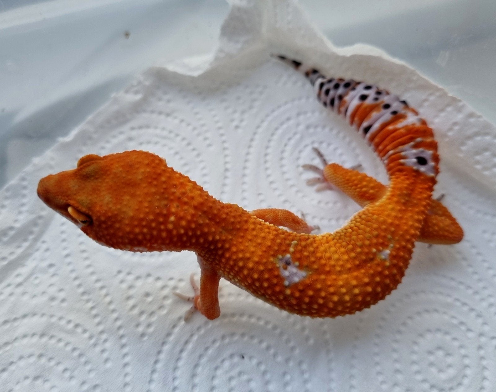 1.0 purplehead mandarin het tremper luipaardgekko Leopard Gecko photo 3