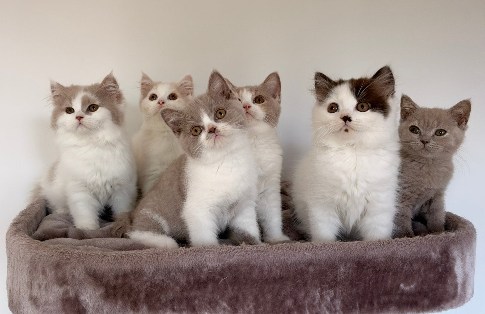 Brits korthaar en langhaar kittens met stamboom, Meerdere dieren, Met stamboom
