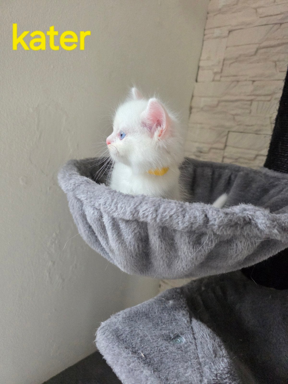 kittens Lilac-witte–Ragdoll  British