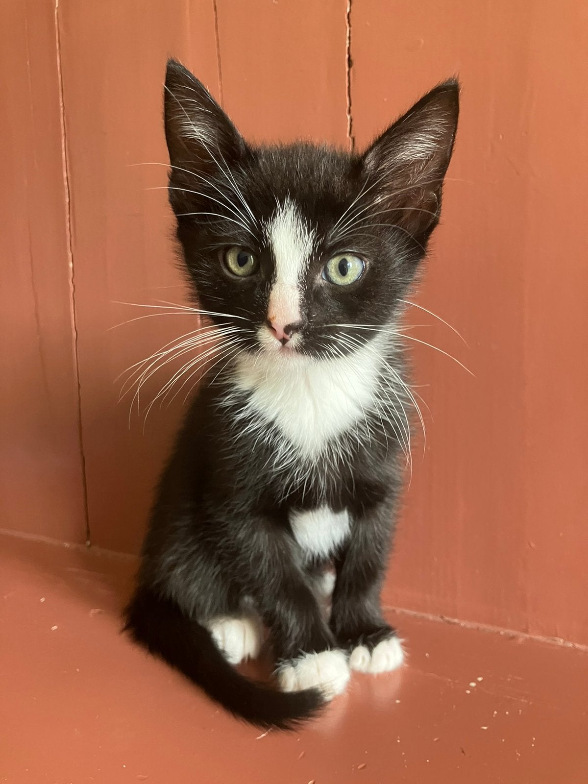 Katertje zoekt een lief nieuw huis!, Kater