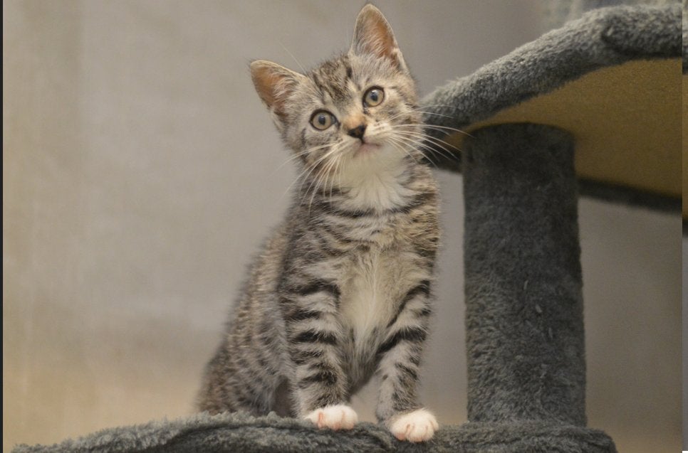 Katten adoptie middag zaterdag 4 juli dierenasiel Born, Meerdere dieren