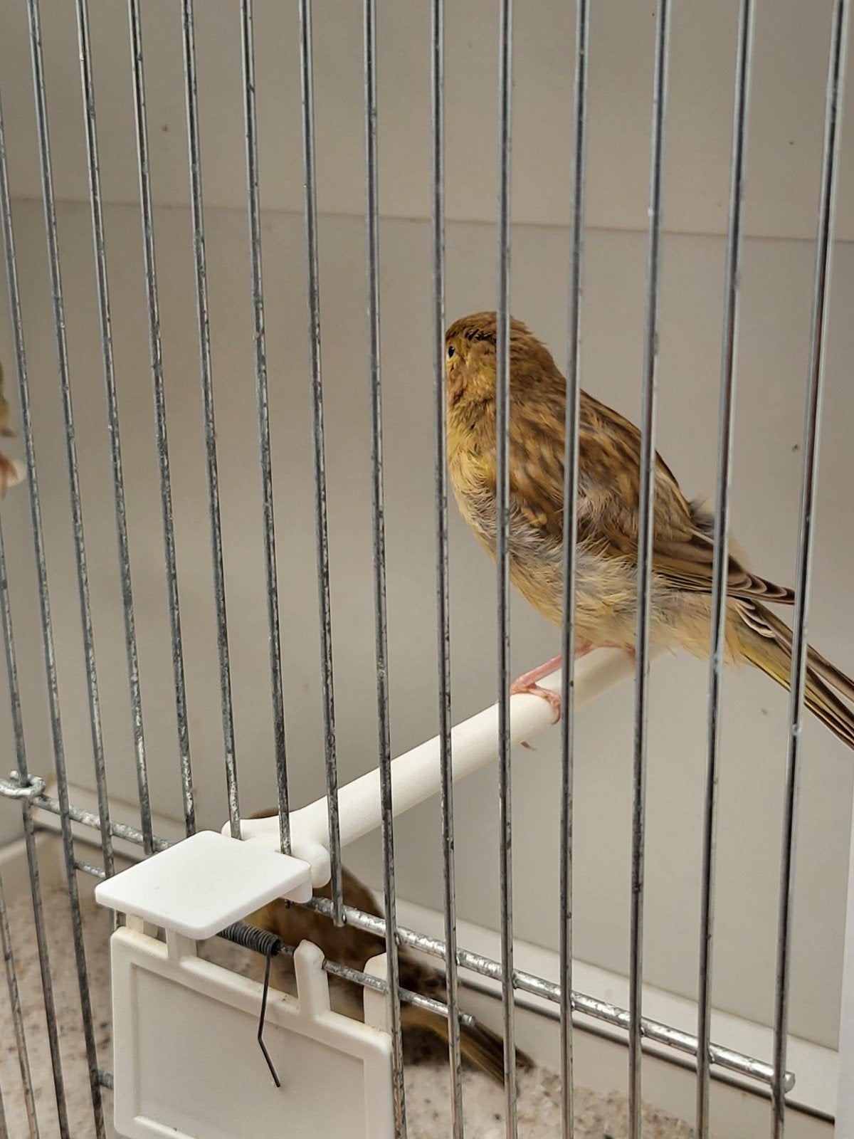 Kanaries  jonge, Dieren en Toebehoren, Vogels | Kanaries, Meerdere dieren, Kleurkanarie