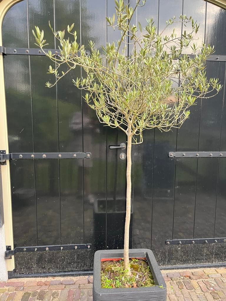 Olijfboompjes 2 stuks met pot, Lente, Olijfboom, Minder dan 100 cm, Ophalen