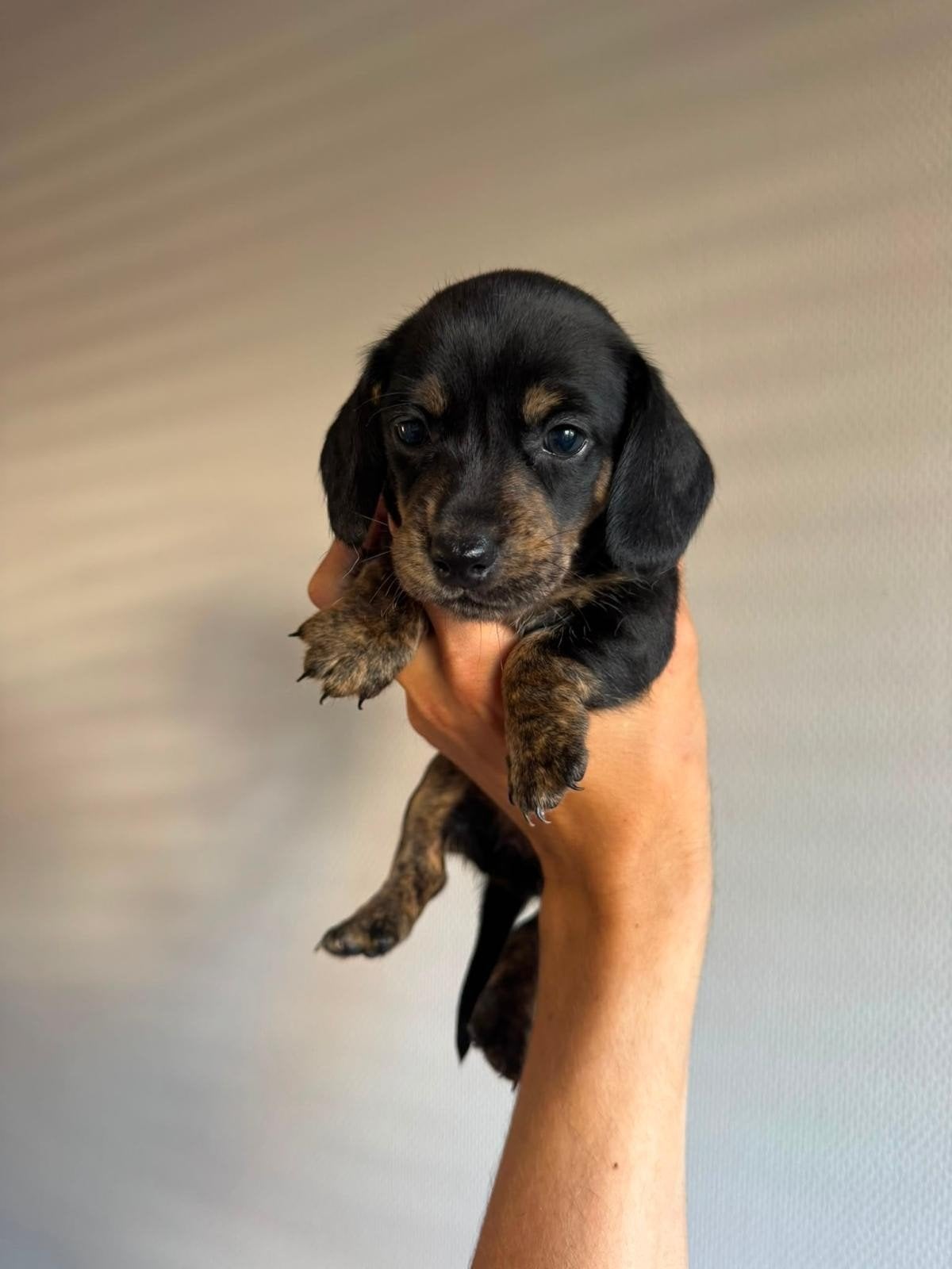 Teckel Pup Black/Brindle, Dieren en Toebehoren, Honden | Teckels en Dashonden, 8 tot 15 weken, Korthaar, Teef, Dwerg