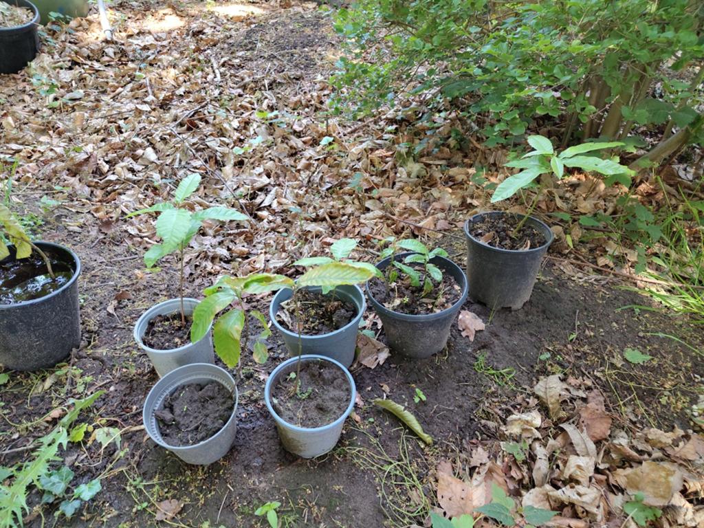 Tamme Kastanje Plantjes 10-20cm met pot, Ophalen