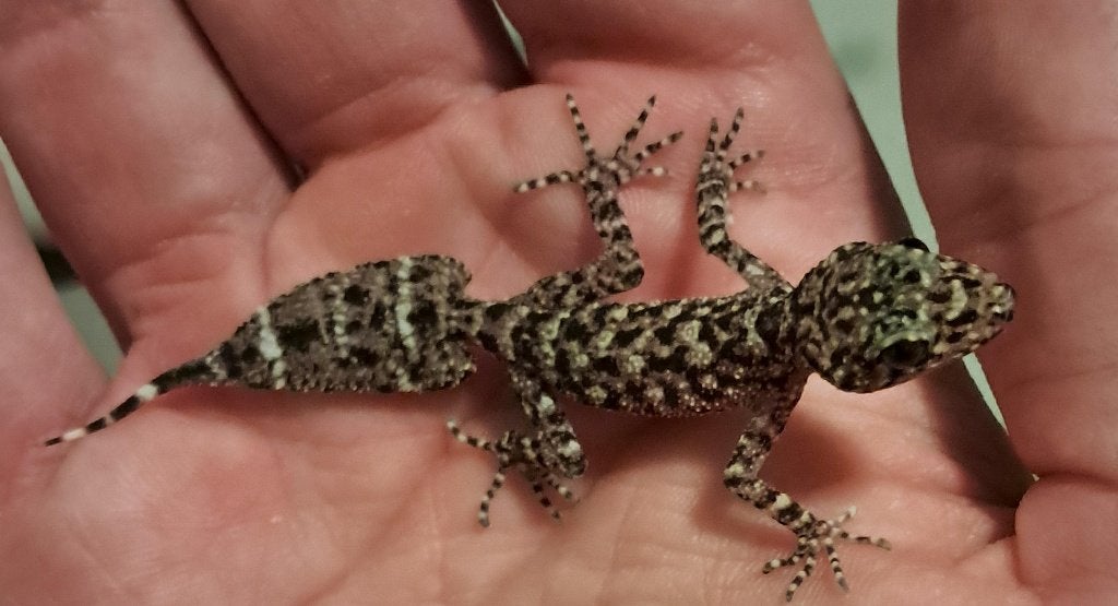0.0.1 Mount Elliot Bladstaartgekko (Phyllurus amnicola), Hagedis, 0 tot 2 jaar