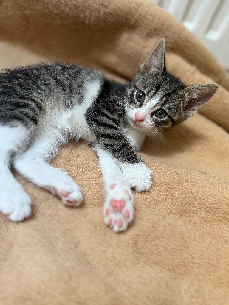 Kittens, Meerdere dieren, Ontwormd, 0 tot 2 jaar