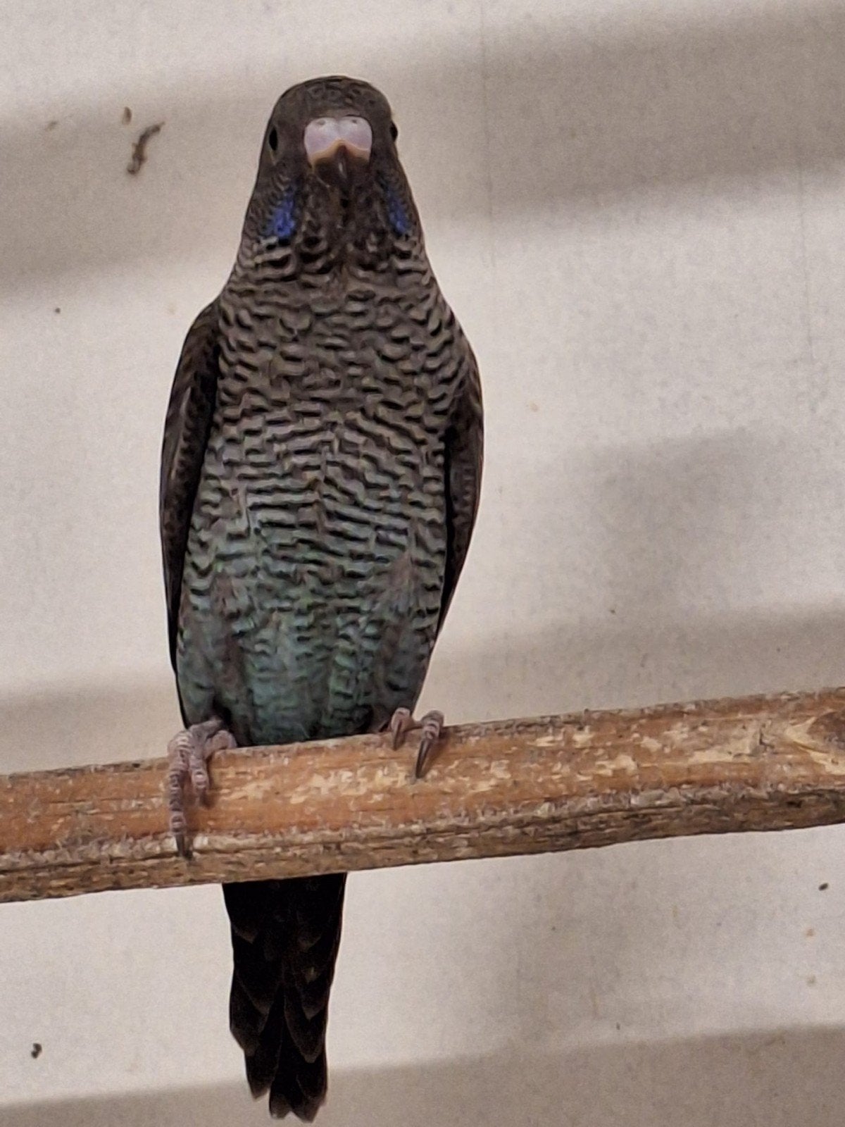 Te koop: Blackface en blackface blackwing, Dieren en Toebehoren, Vogels | Parkieten en Papegaaien, Geslacht onbekend, Parkiet