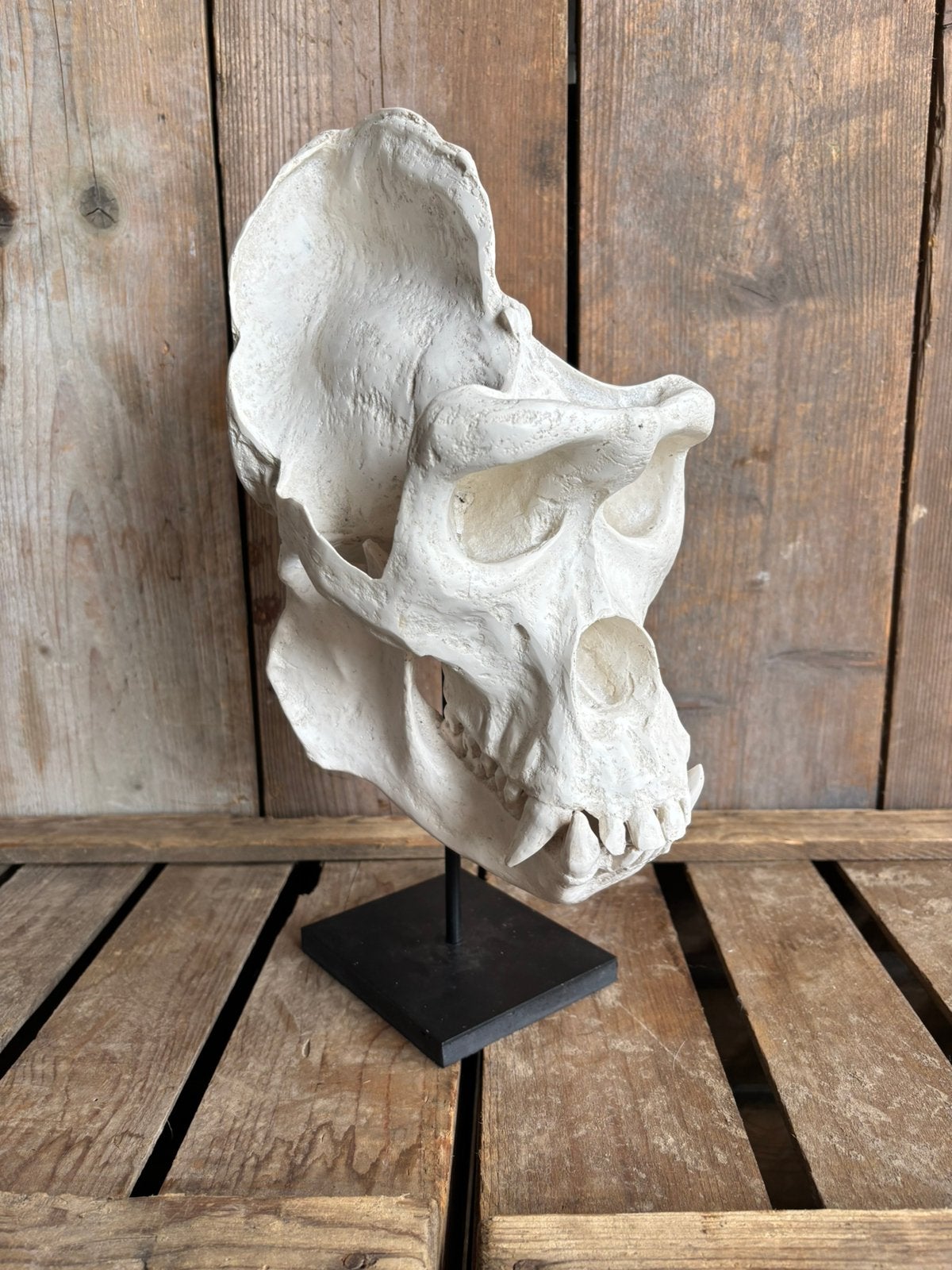 Gorilla schedel op statief (replica/afgietsel), Ophalen of Verzenden, Nieuw, Overige soorten, Schedel