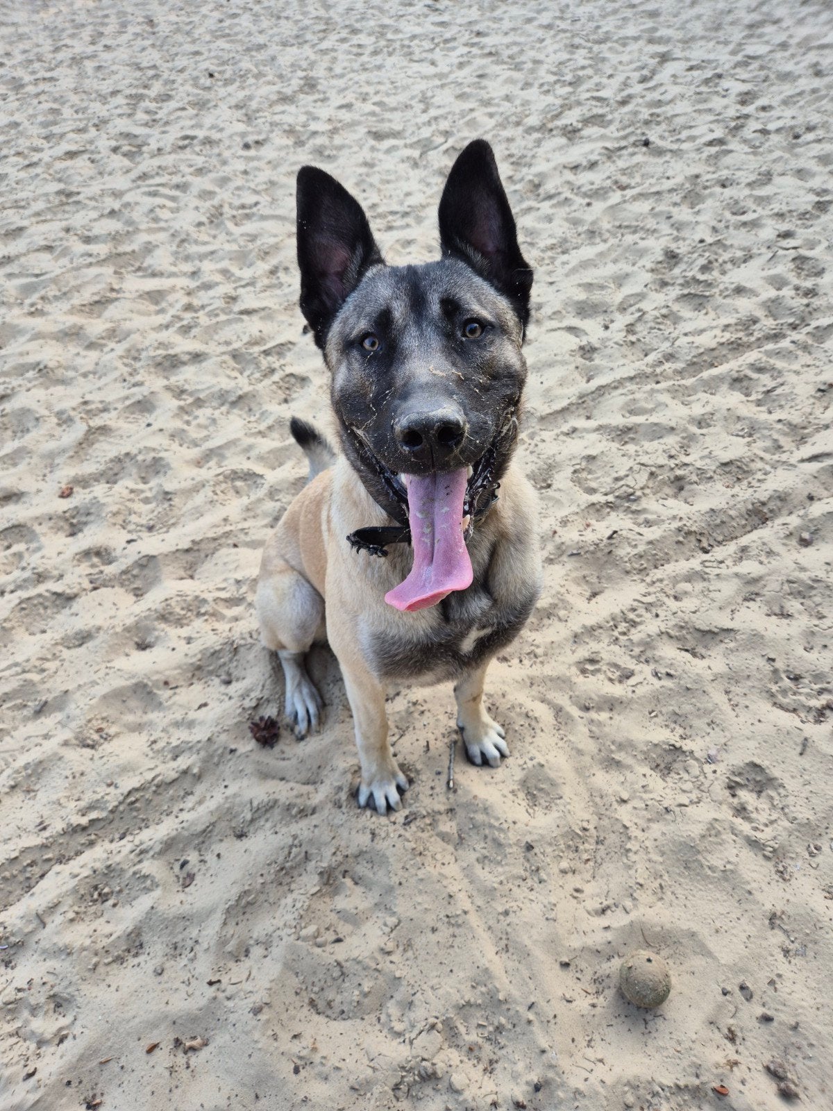 Lieve Kangal Anatolische herder zoekt baasje, Dieren en Toebehoren, 15 weken tot 1 jaar, Reu, Parvo, Eén hond