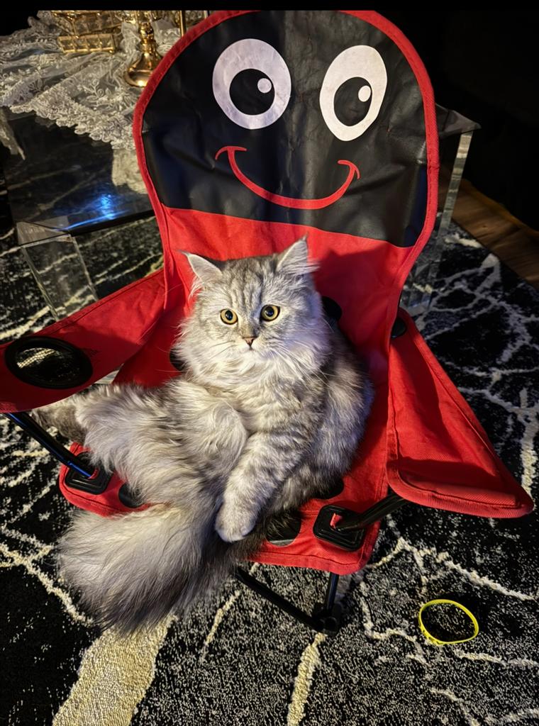 2 prachtige fluffy poezen te koop, Dieren en Toebehoren, Katten en Kittens | Overige Katten, Poes