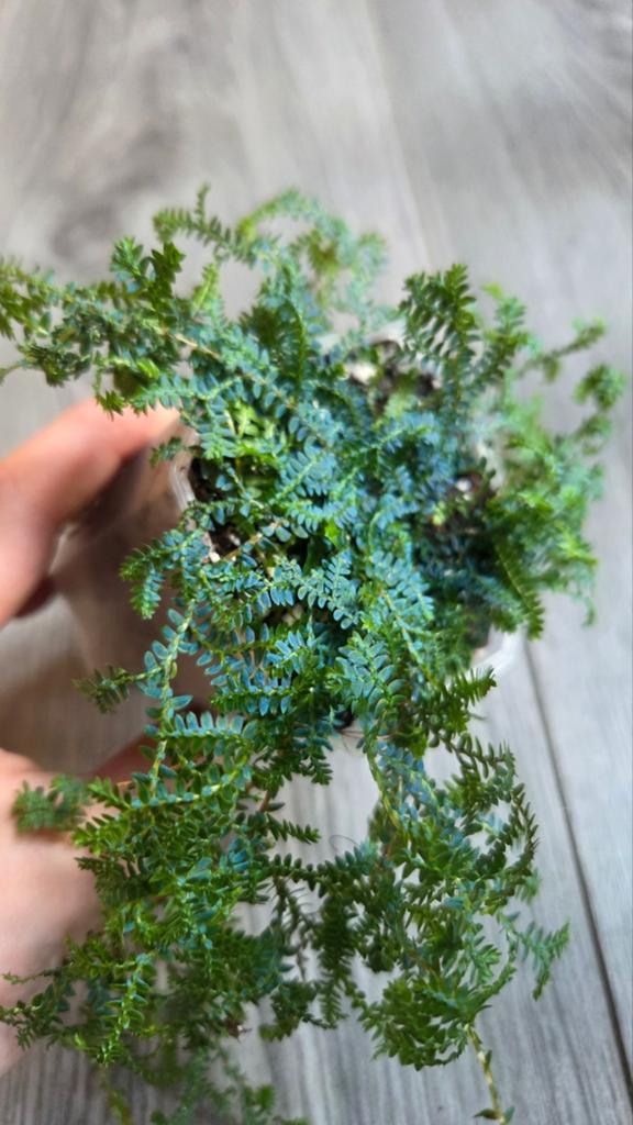 Selaginella, Verzenden, Nieuw