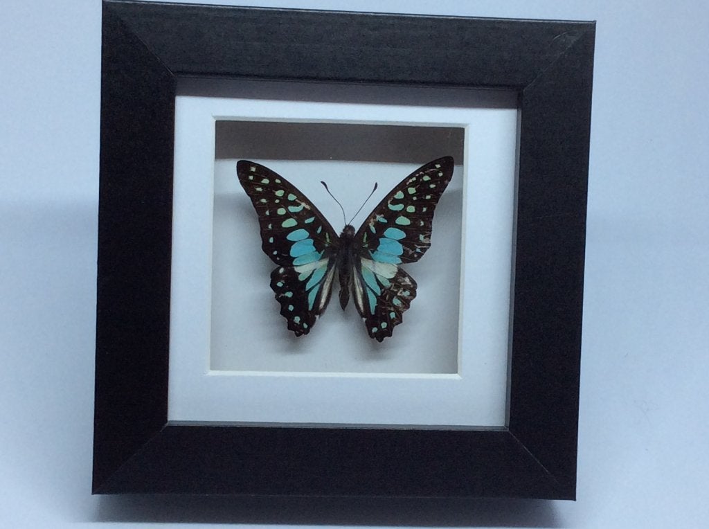 vlinder Graphium Doson, Ophalen of Verzenden, Nieuw, Insect, Opgezet dier