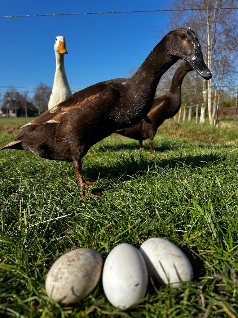 Broedeieren Indische loopeenden, Dieren en Toebehoren, Pluimvee, Meerdere dieren, Eend