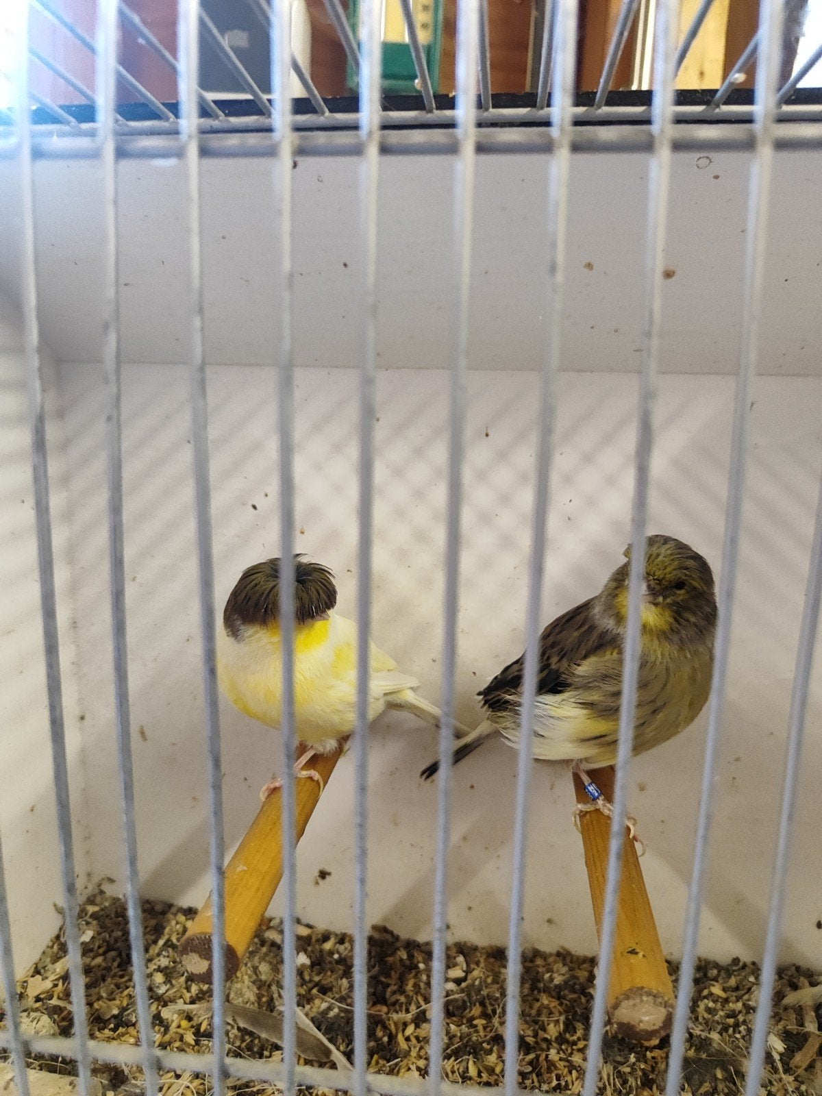 Mooi koppel glosters, Dieren en Toebehoren, Vogels | Kanaries, Meerdere dieren, Postuurkanarie