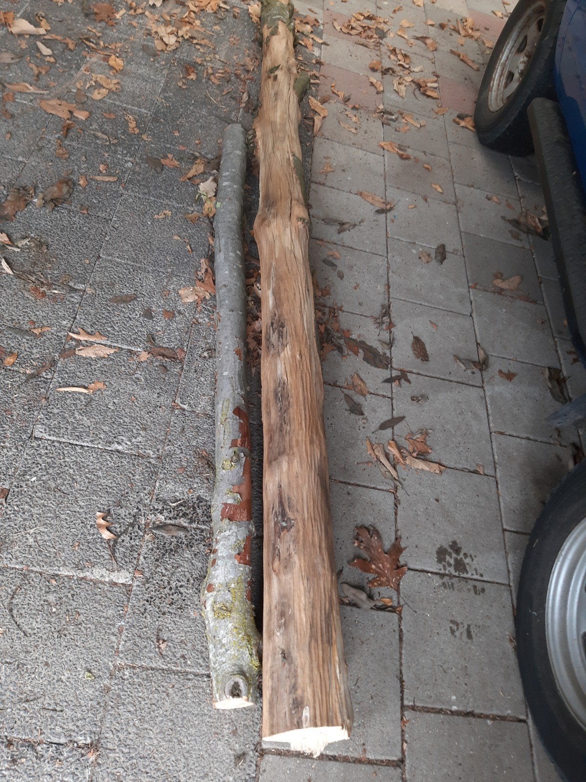 Gedroogde boomstam 3 meter voor boven de bar, Ophalen