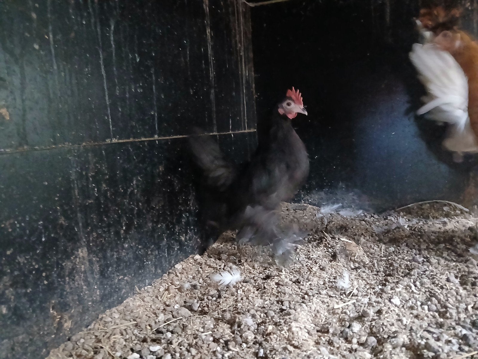 mooie jonge zwarte Sabelpoot hen, Dieren en Toebehoren, Vrouwelijk, Kip