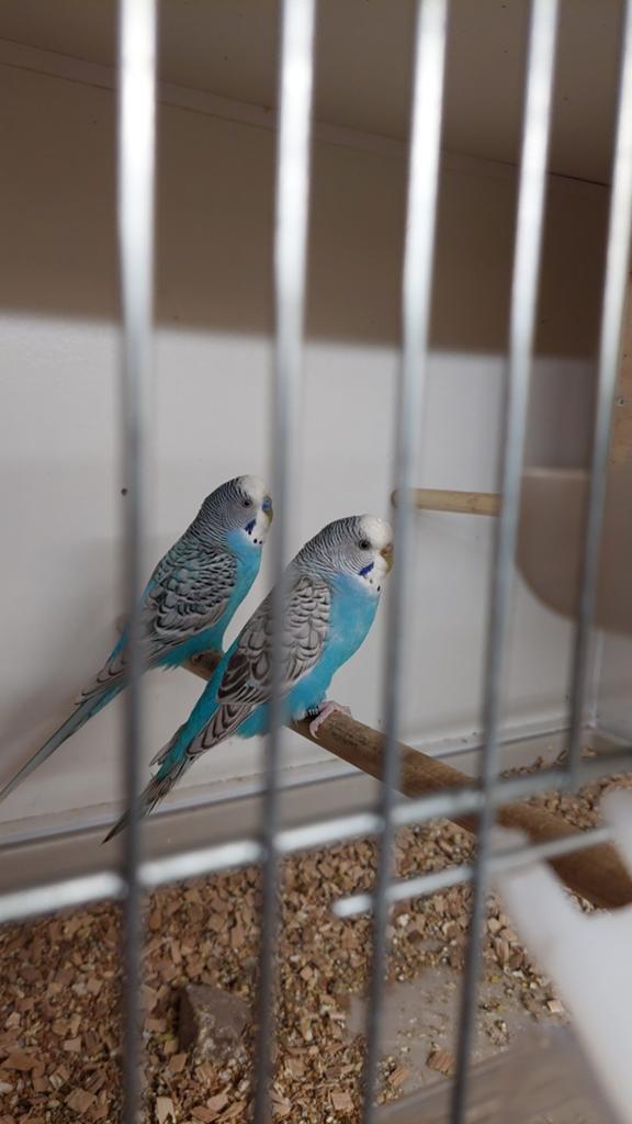 Te koop mooi koppel melanstic parkieten., Meerdere dieren, Parkiet