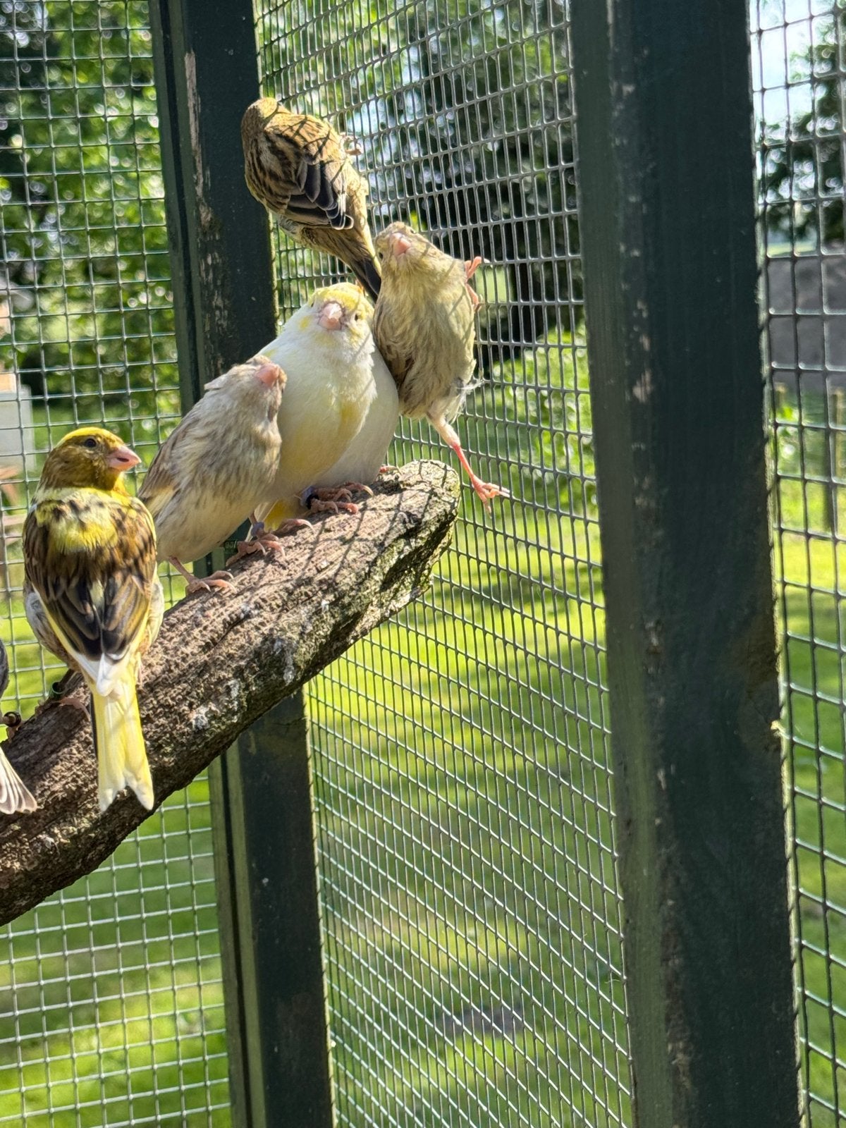 Jonge kanaries, Dieren en Toebehoren, Vogels | Kanaries, Meerdere dieren, Kleurkanarie
