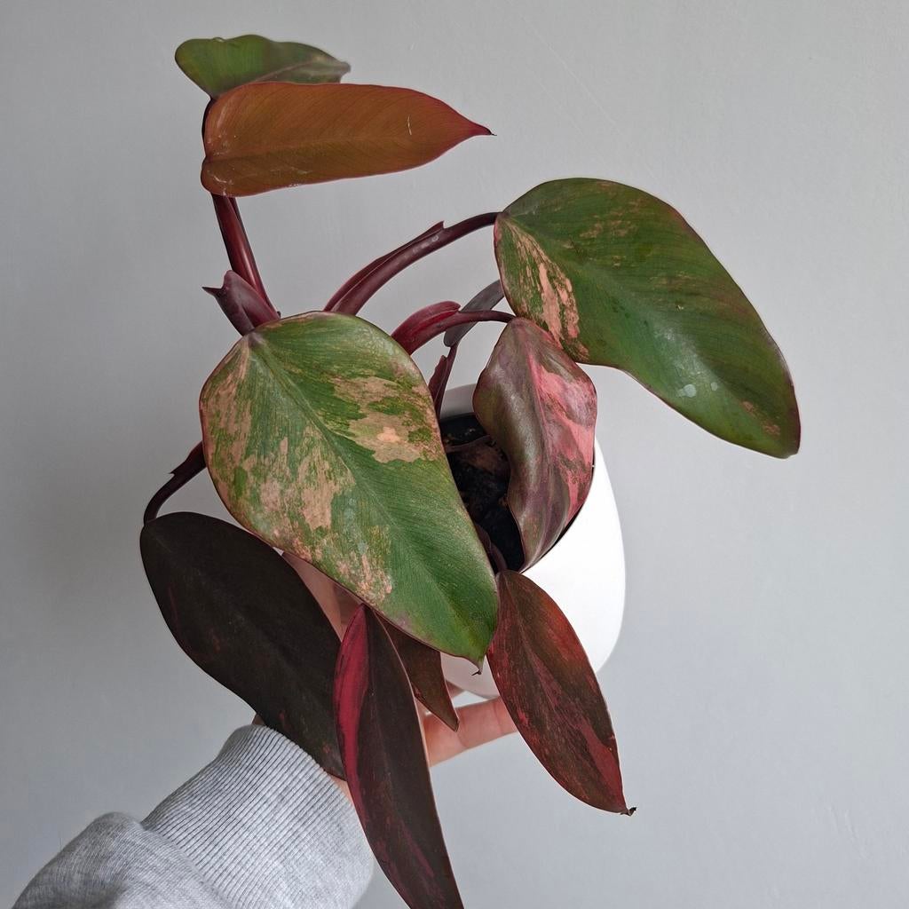 Philodendron Strawberry shake plant, Huis en Inrichting, Kamerplanten, Ophalen of Verzenden, Halfschaduw, Minder dan 100 cm
