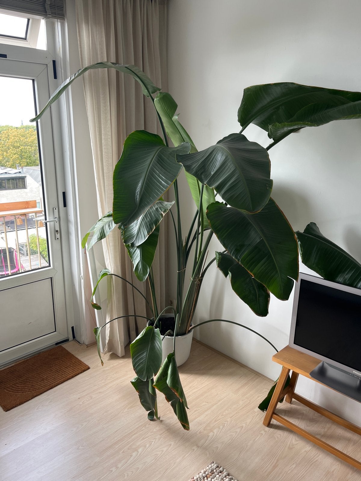 Grote Paradijsvogelplant (Strelitzia), Huis en Inrichting, Ophalen, 200 cm of meer, Overige soorten, In pot