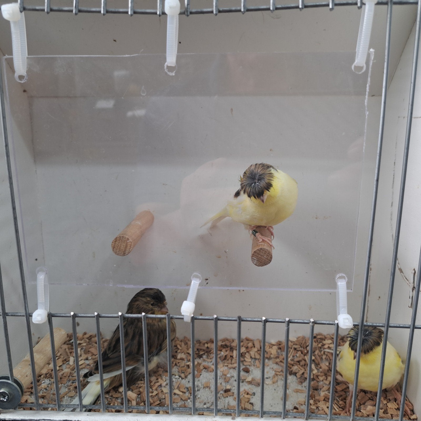glosters te koop 3 JONGEN 1XKOPPEL 2X MAN, Meerdere dieren, Kleurkanarie