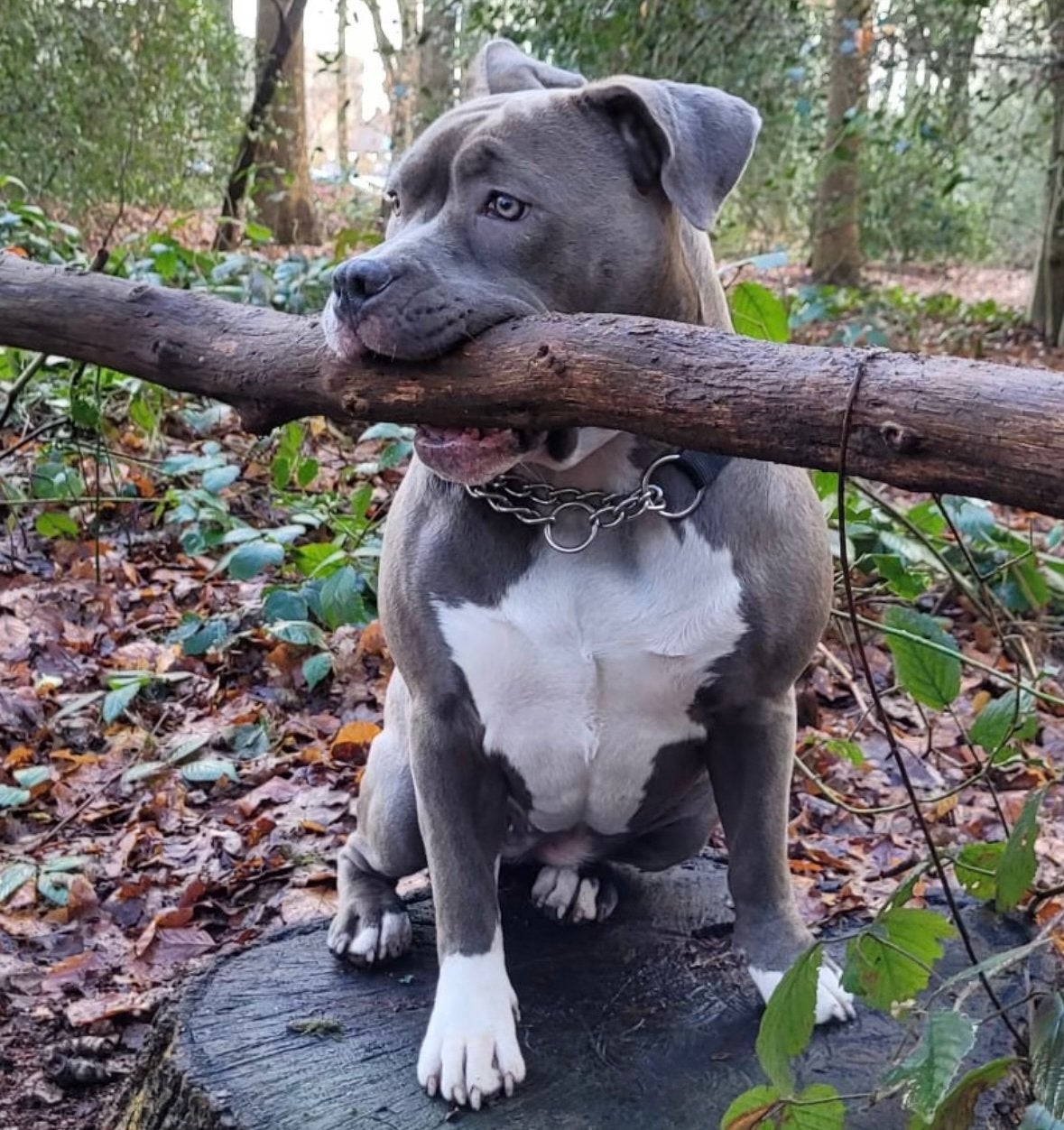 Amerikaanse Stafford laatste 2 teefjes puppies.., Parvo, Overige rassen, 8 tot 15 weken, Teef