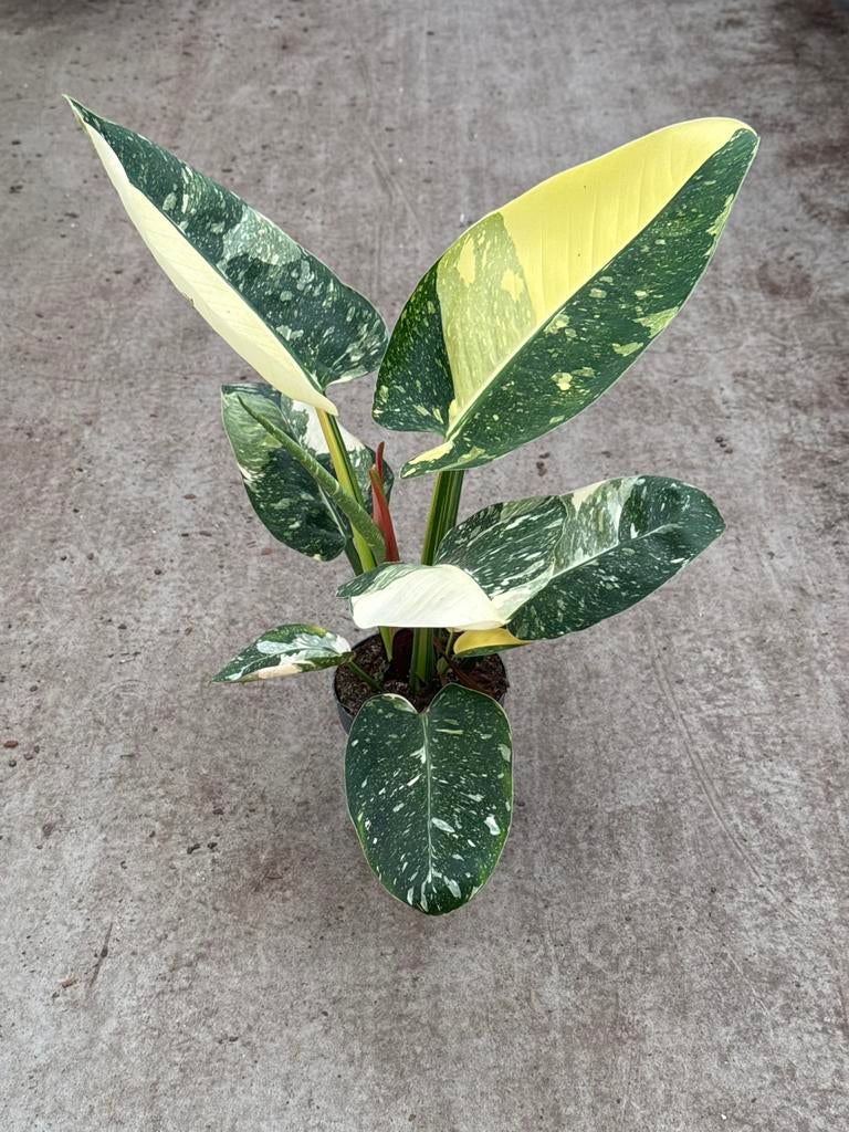 Philodendron Green Congo Marble Variegata XXL, Huis en Inrichting, Ophalen of Verzenden, Halfschaduw, Minder dan 100 cm