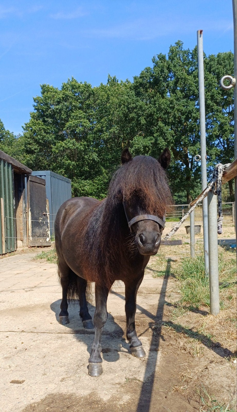 Foto 6 van 2 brave shetlander ruintjes! 🩵🩵 2 jaar oud
