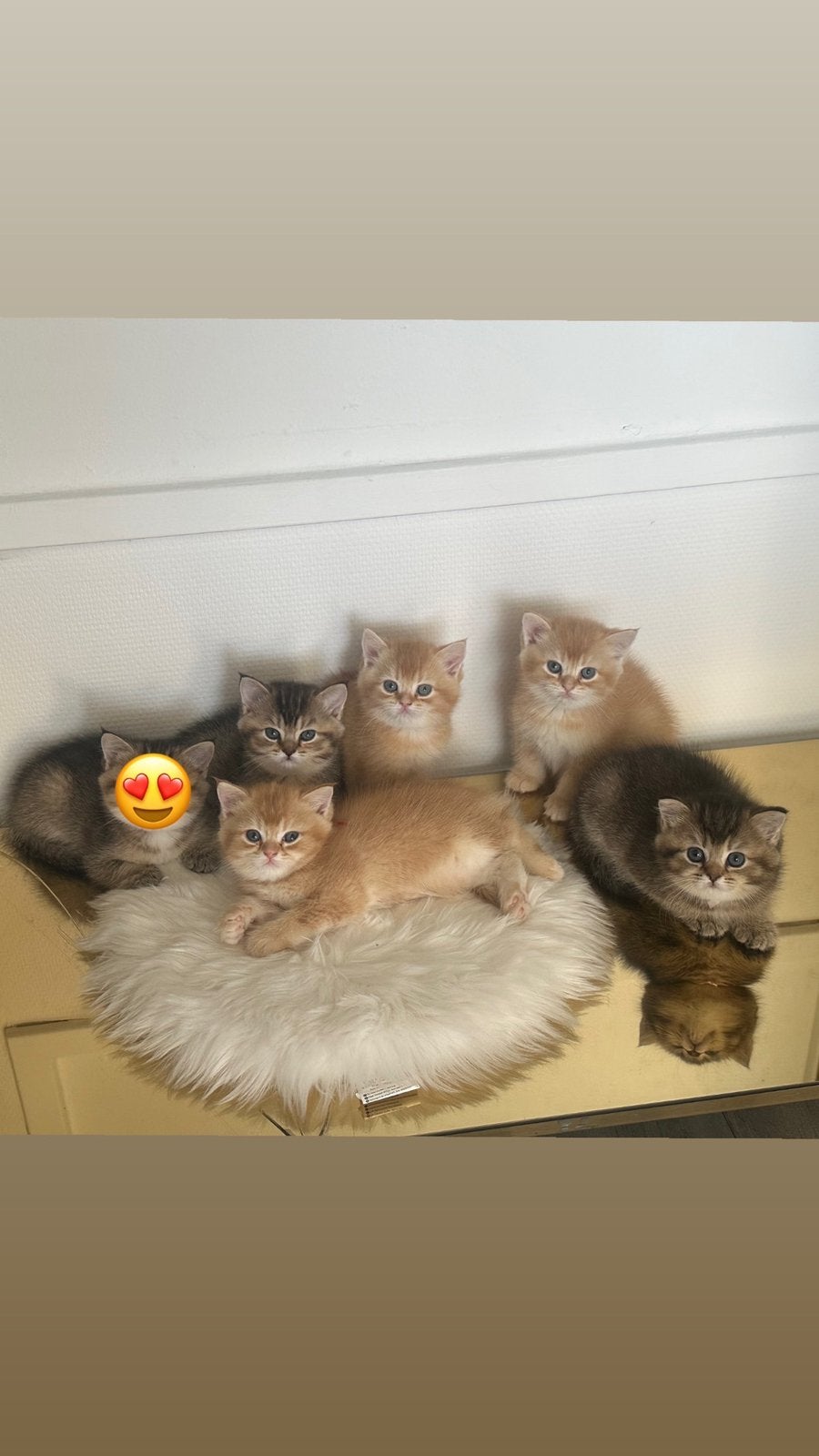 Britse kittens te koop, Meerdere dieren, 0 tot 2 jaar