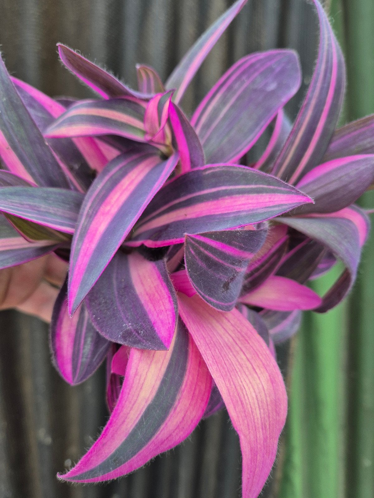 Tradescantia Pink Stripe p12 (2), Ophalen of Verzenden, Halfschaduw, Minder dan 100 cm