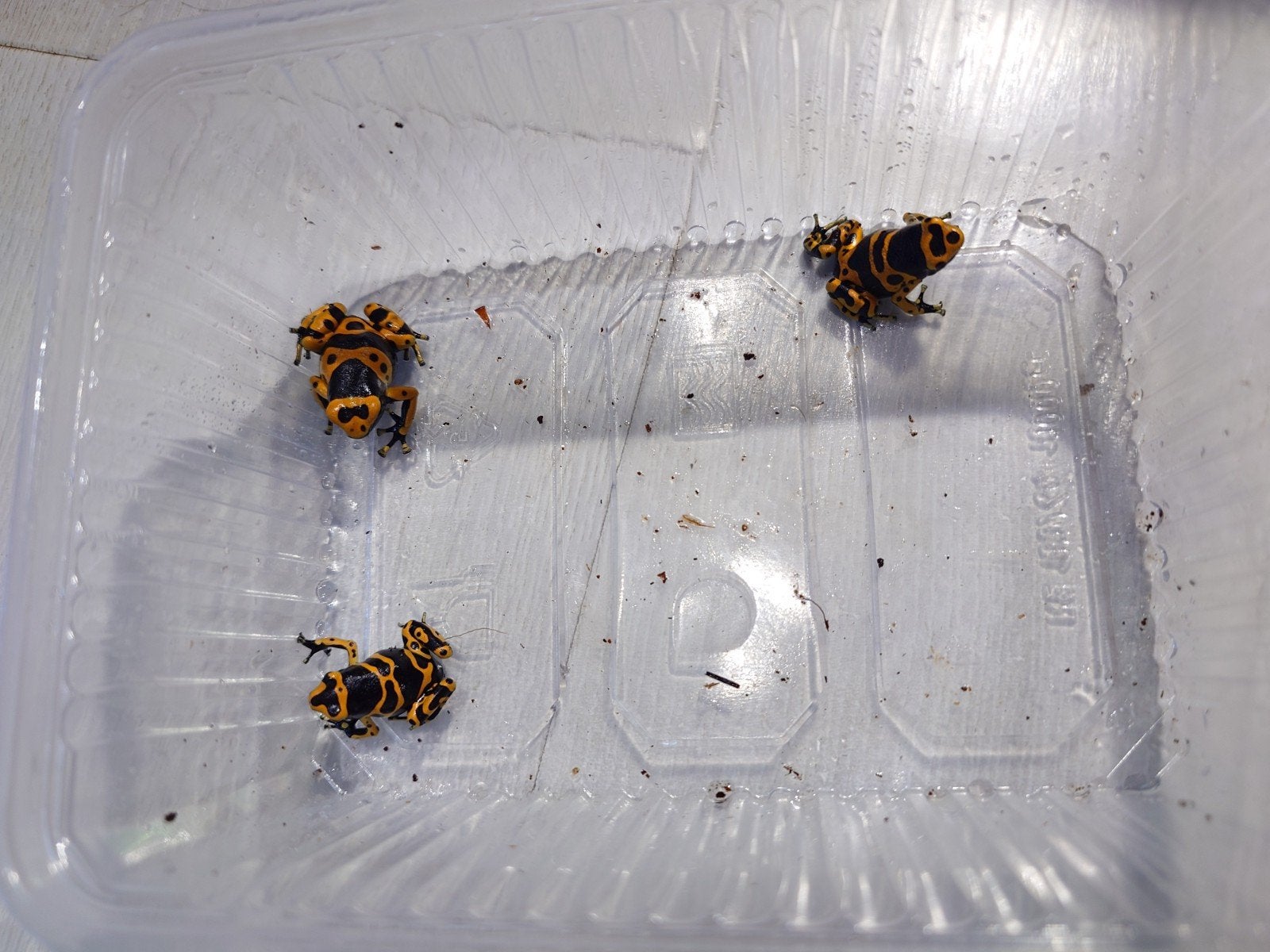 3x Dendrobates leucomelas, Dieren en Toebehoren
