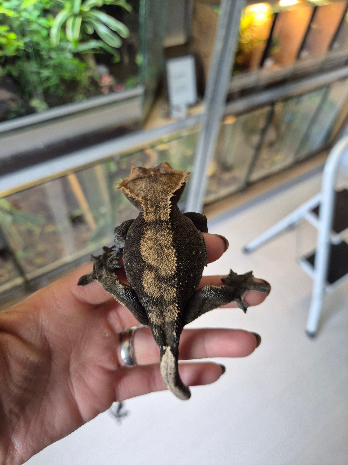 RTB Wimpergekko Vrouwtje, donker gekleurd, Dieren en Toebehoren, Hagedis, 3 tot 6 jaar