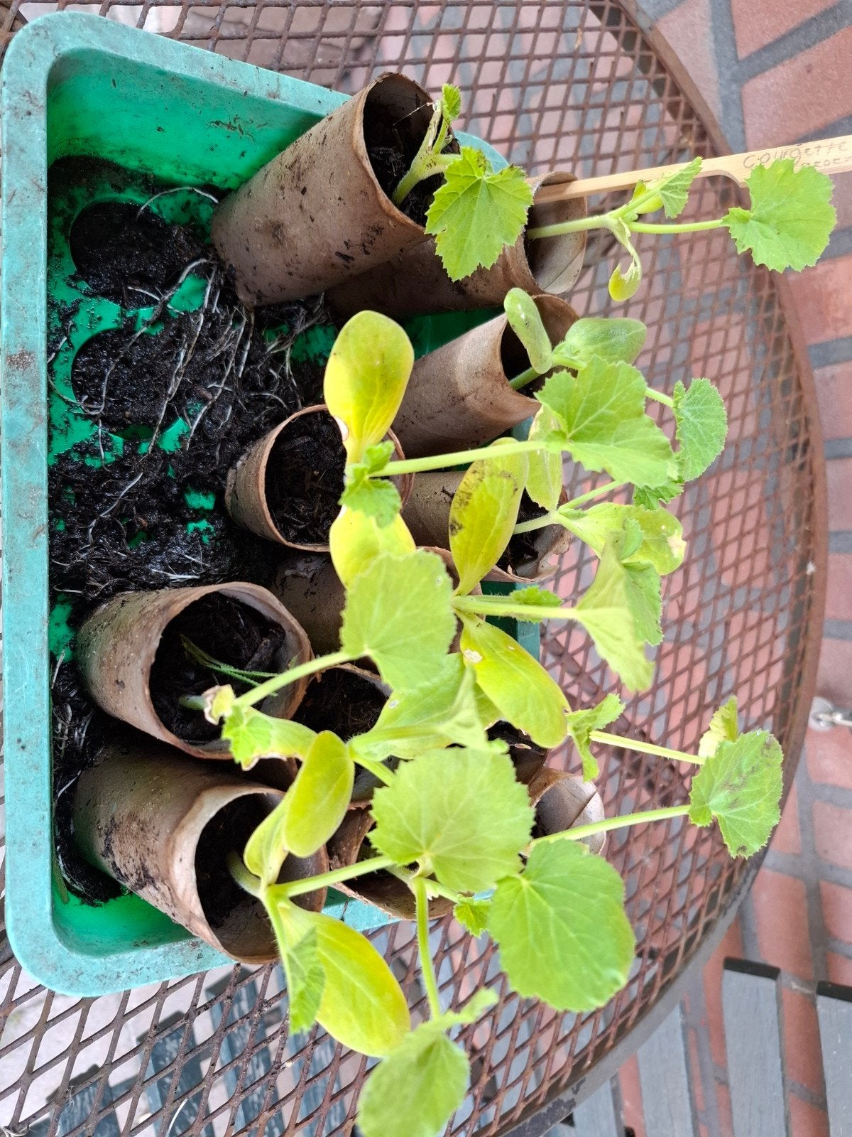Courgette plantjes - 3 groene variëteiten, Tuin en Terras, Ophalen, Volle zon, Groenteplanten, Eenjarig