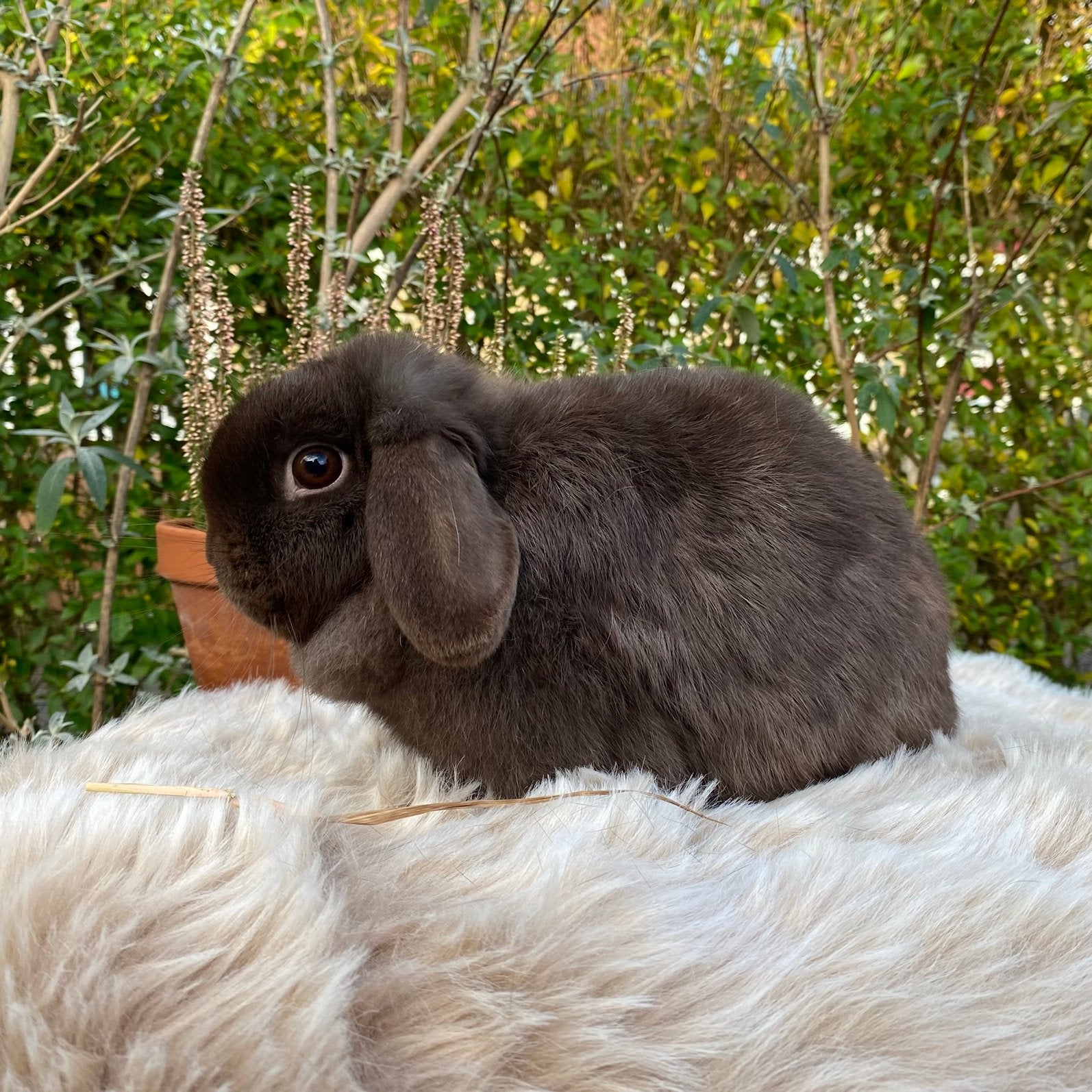 Raszuivere minilop voedster zoekt knuffelhuisje, Meerdere dieren, Dwerg