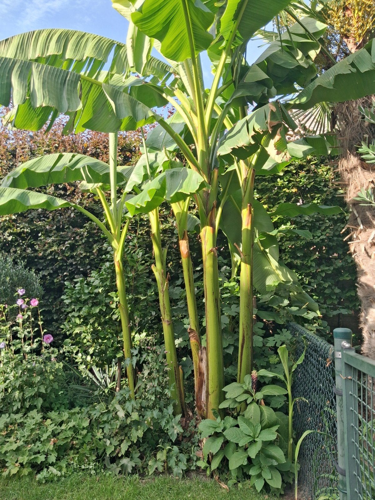 Musa Basjoo bananenplant bananenboom, Ophalen, Overige soorten, Volle zon