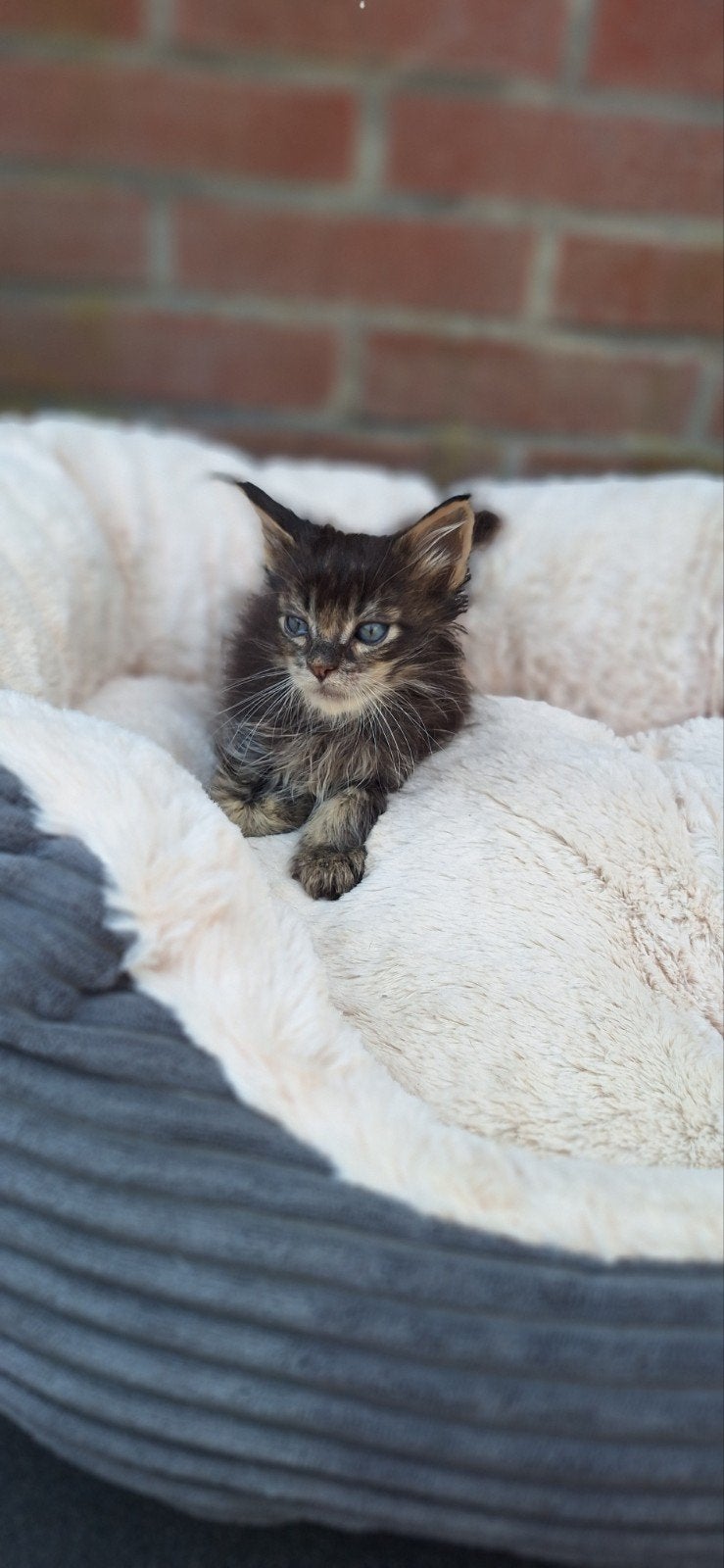 ***Maine coon kittens*** met stamboom, Dieren en Toebehoren, Meerdere dieren, Met stamboom, 0 tot 2 jaar