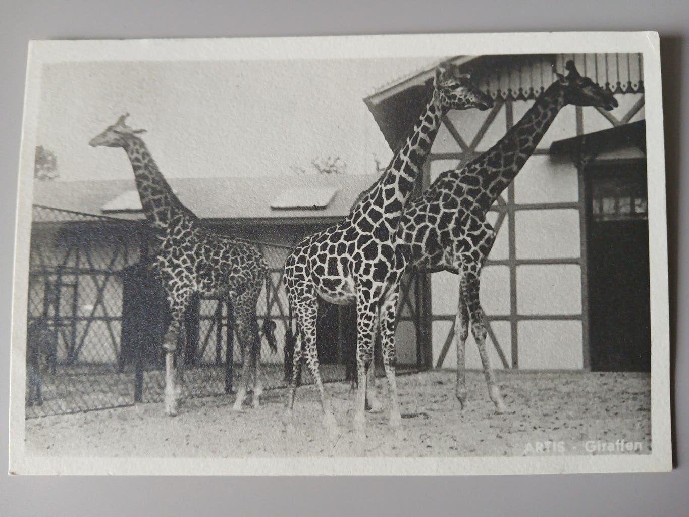Ansichtkaart Artis Amsterdam Dierentuin Giraffen 1933, Verzenden, 1920 tot 1940, Gelopen, Noord-Holland
