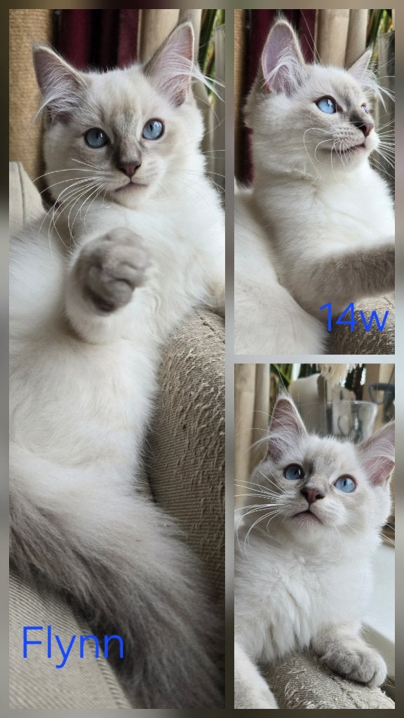 Ragdoll kittens met vleugje maine coon, Kater, Gechipt, 0 tot 2 jaar