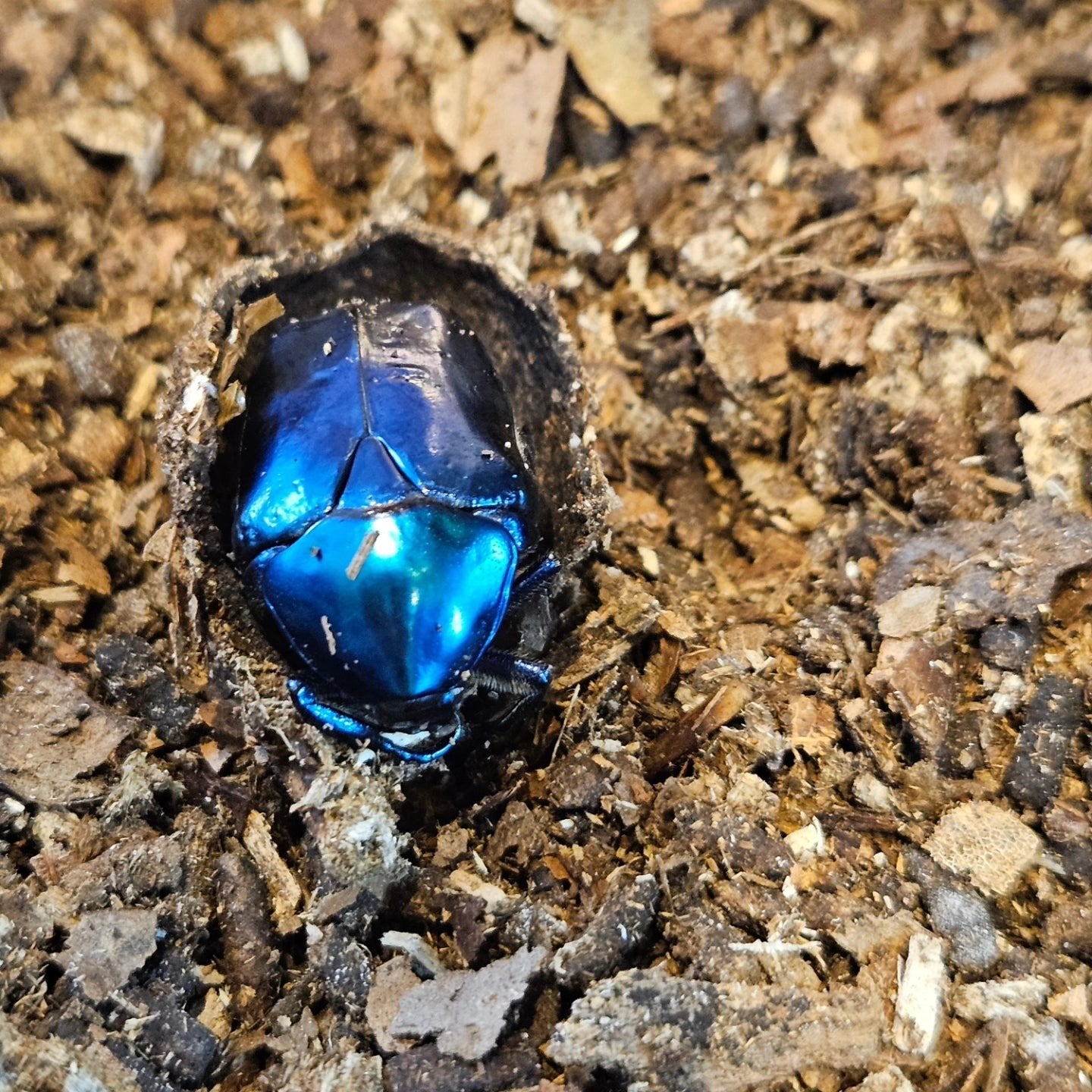 Protaetia speciosissima cyanochlora, Dieren en Toebehoren, Insecten en Spinnen, Overige soorten