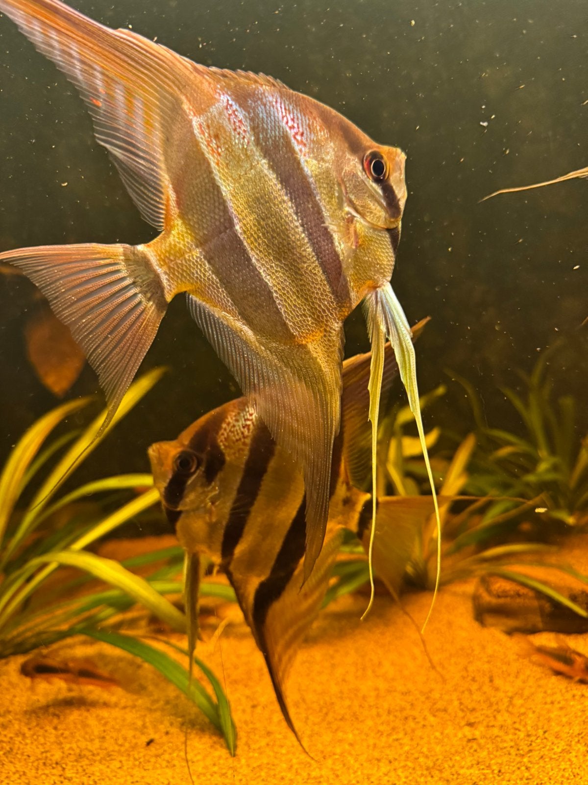Pterophyllum altum Orinoco 4 stuks, Dieren en Toebehoren, Vis, Zoetwatervis, Schoolvis