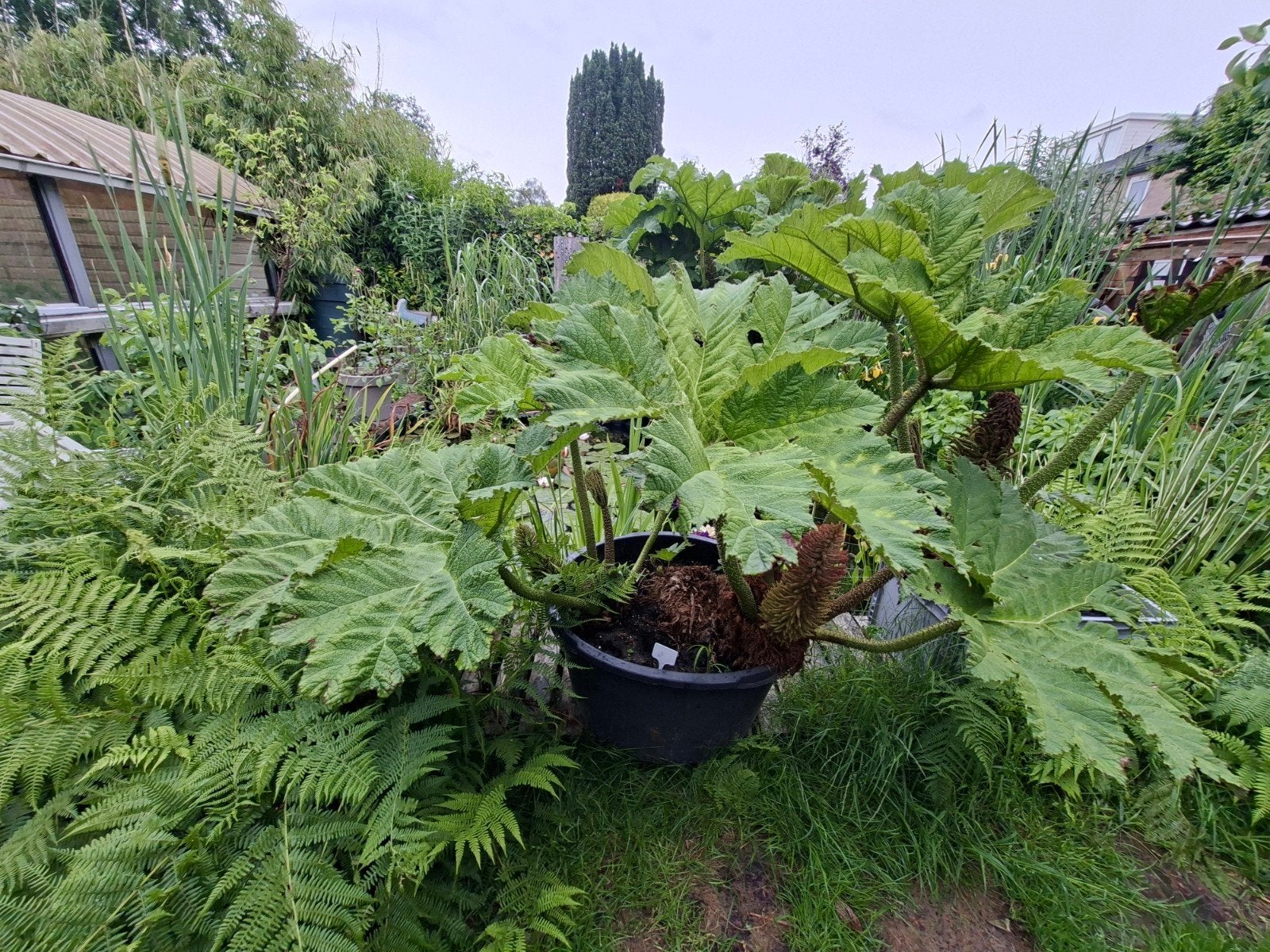 Reuzenrabarber (Gunnera manicata), Tuin en Terras, Planten | Tuinplanten, Ophalen of Verzenden