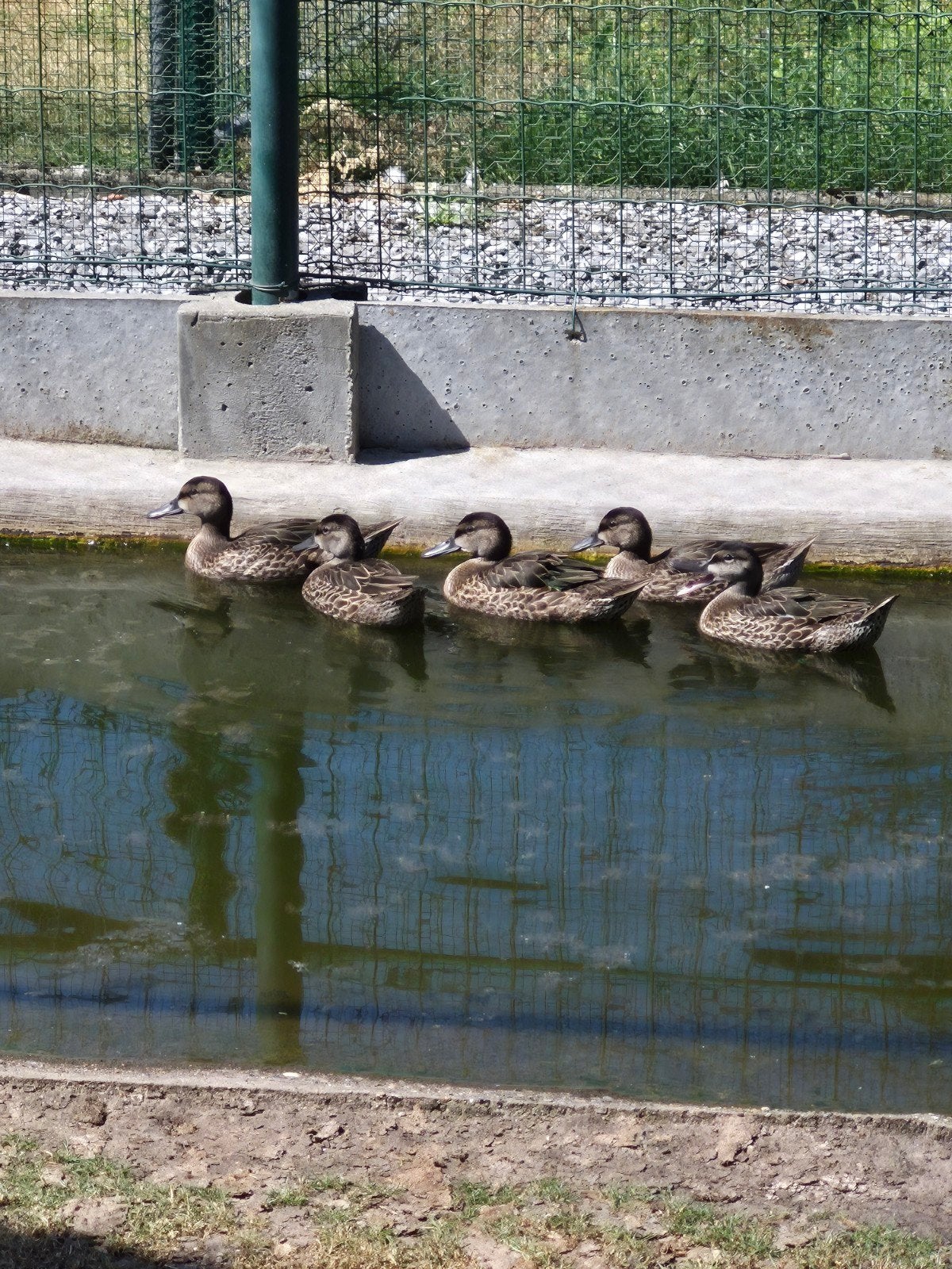 Blauwvleugeltaling, Dieren en Toebehoren, Meerdere dieren