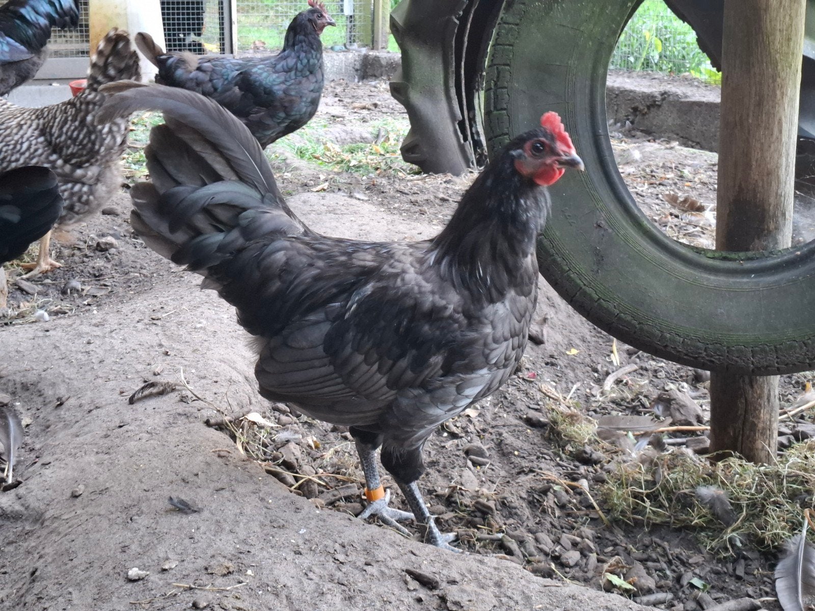 Gratis afhalen. Haan Mergellander / Herve., Dieren en Toebehoren, Pluimvee