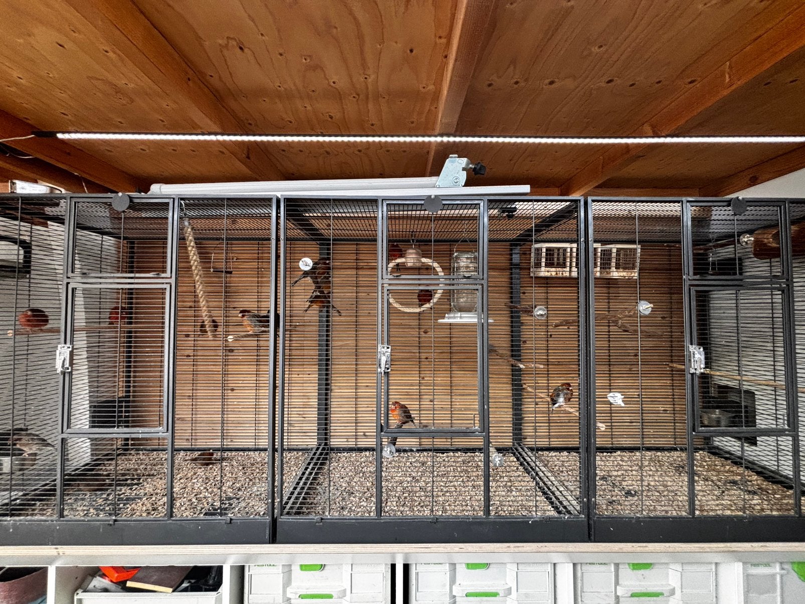 Grote voliere inclusief 16 rood agaat kanaries, Ophalen, Zo goed als nieuw, Aluminium, Vogelkooi