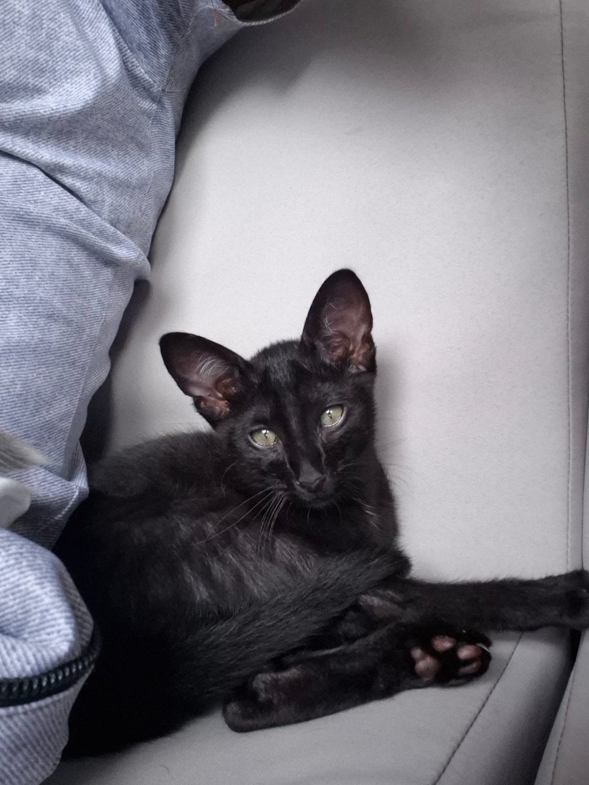 Mooie zwarte Siamese kater zoekt een nieuw thuis, Kater