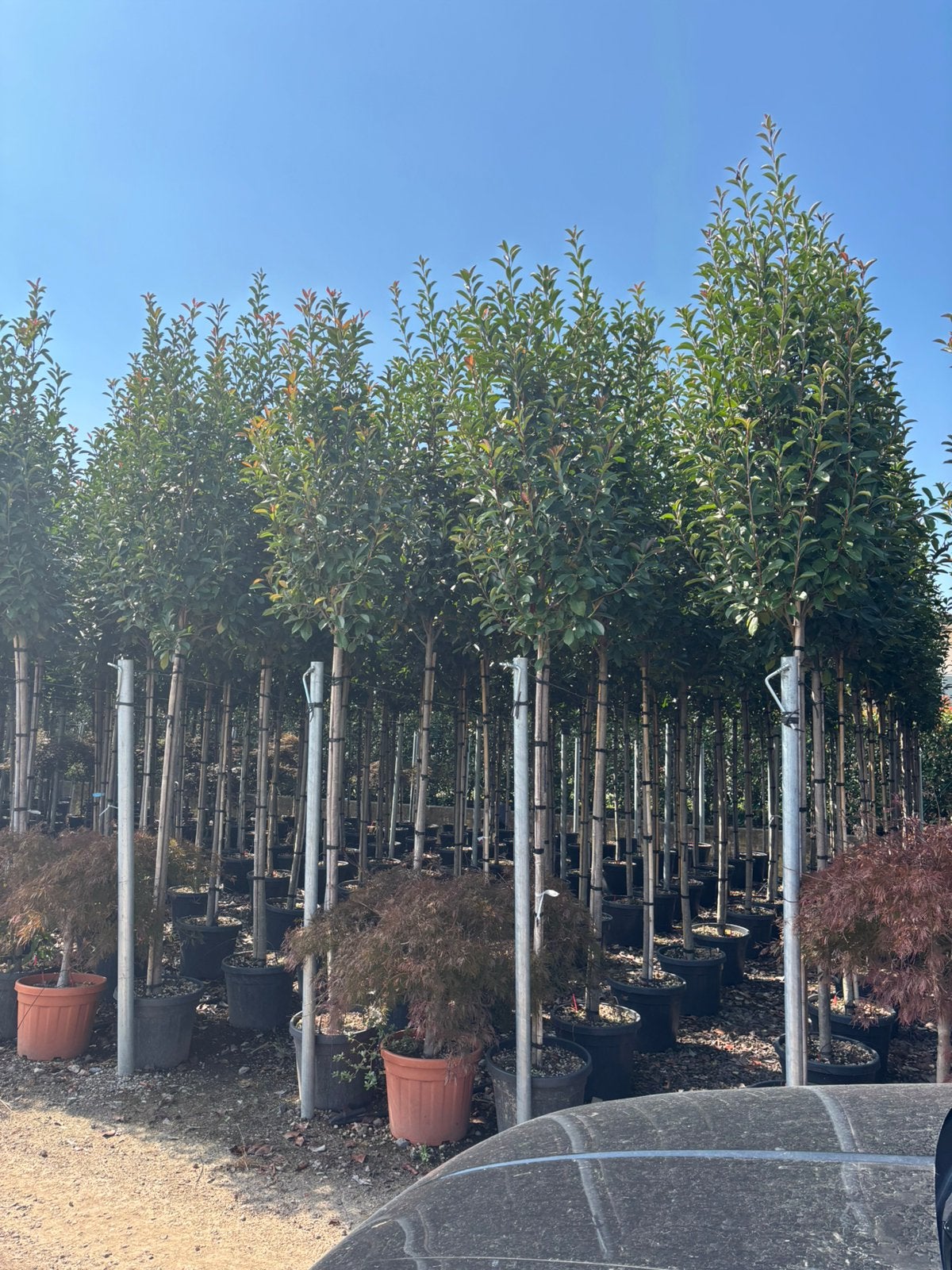 Photinia  fraseri ‘Red Robin’ – Hoogstam, In pot, Halfschaduw, Lente, 100 tot 250 cm