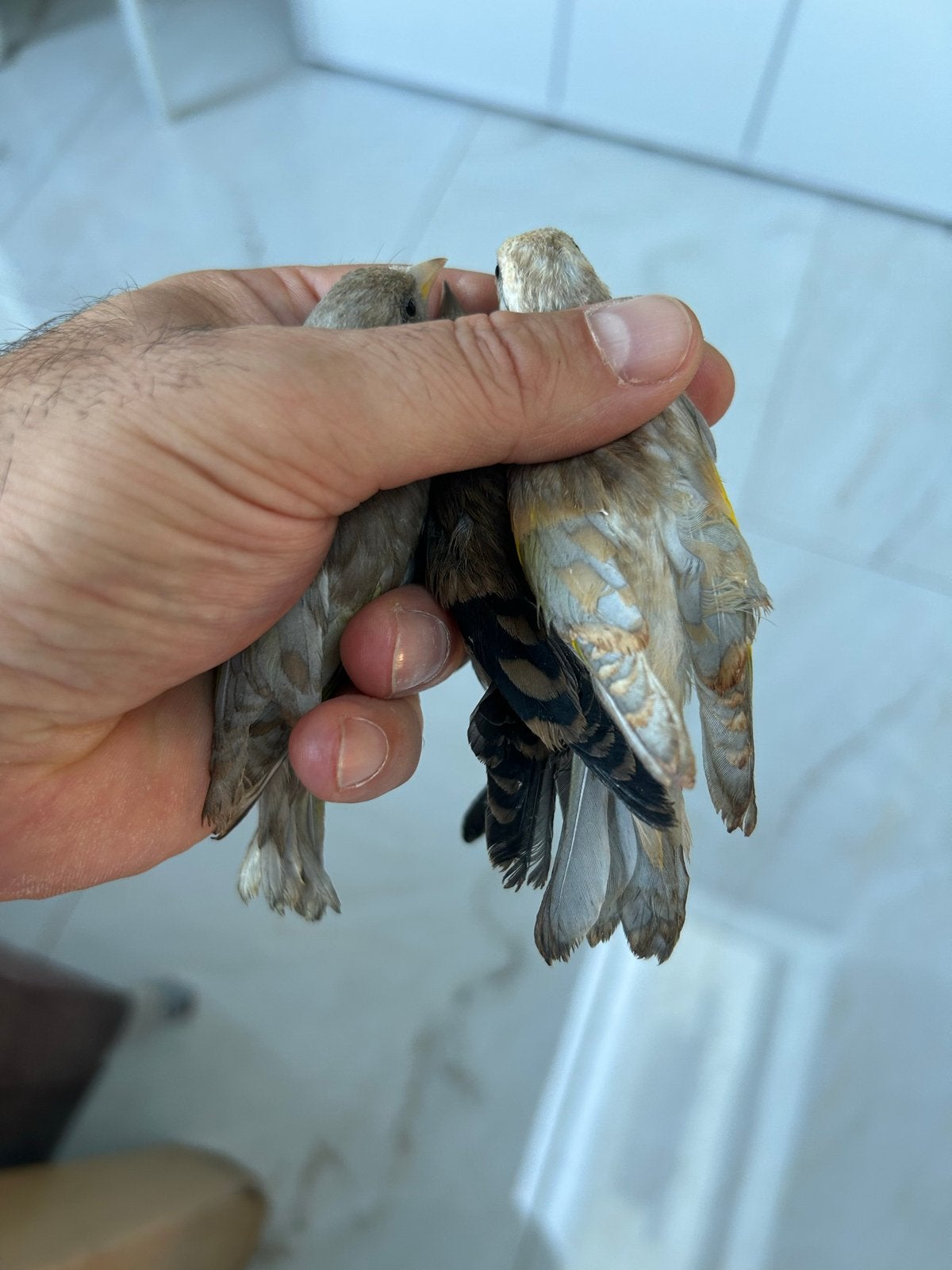 Parva joker zwart en Damascus, Meerdere dieren, Wildzangvogel, Geringd