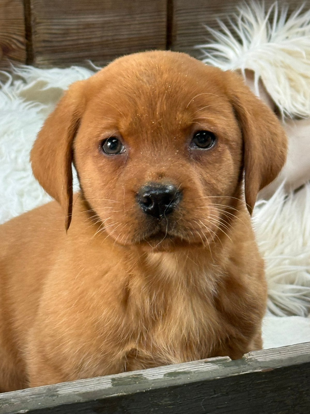 Redfox labrador, Parvo, Nederland, 8 tot 15 weken, Labrador retriever